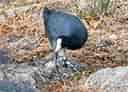 鳥類図鑑・オオバンの写真 13